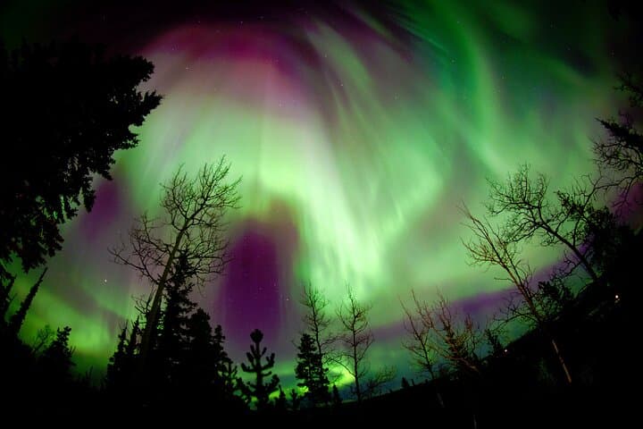 Fall Color Yukon Lodge Tour: Huskies, Canoeing & Wildlife from Whitehorse photo 2