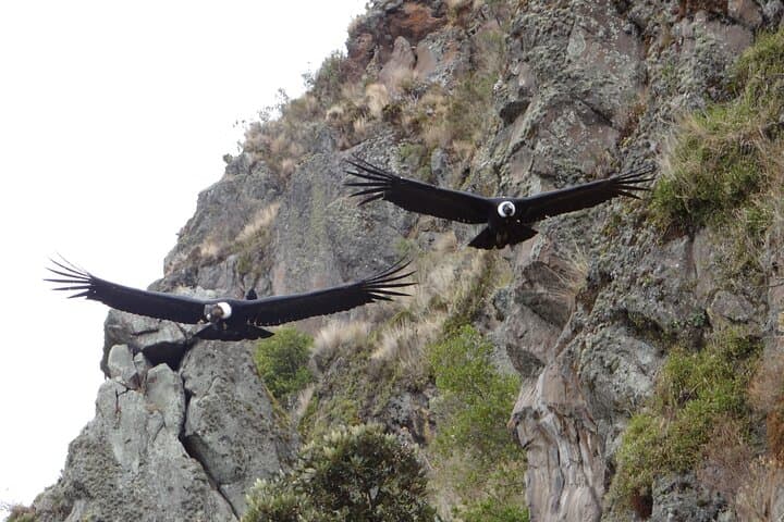 Close Encounters with Andean Condors at Antisana Volcano