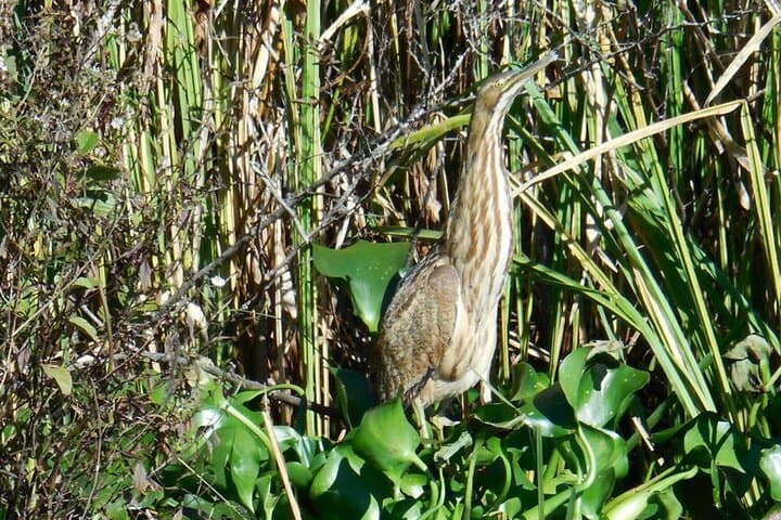 Waccamaw River Nature and Wildlife Boat Tour from Myrtle Beach photo 5