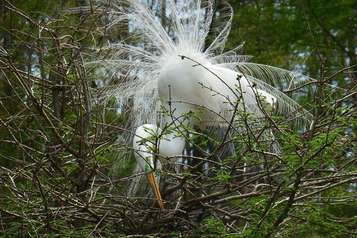 Waccamaw River Nature and Wildlife Boat Tour from Myrtle Beach photo 4