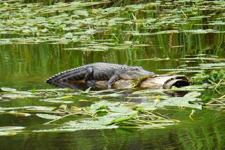 Waccamaw River Nature and Wildlife Boat Tour from Myrtle Beach photo 2