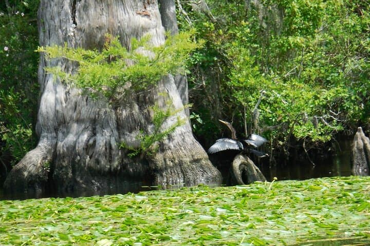 Waccamaw River Nature and Wildlife Boat Tour from Myrtle Beach photo 3