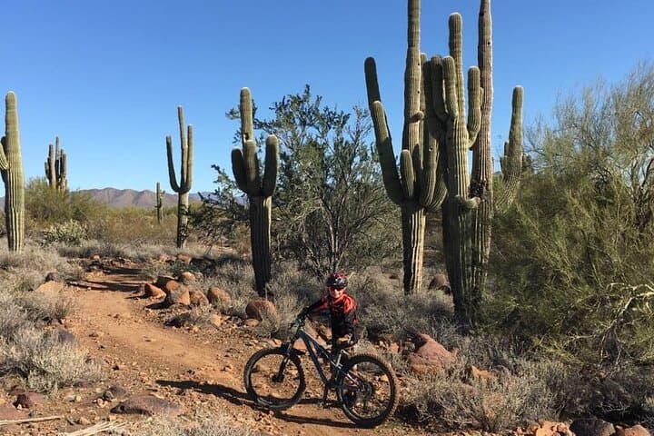 Ride Through the Rugged Beauty of the Sonoran Desert: A Private 3-Hour Guided Mountain Bike Adventure photo 5