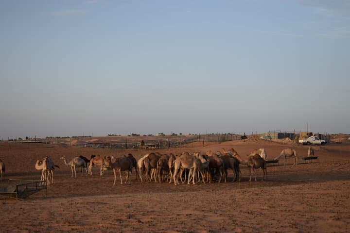 Dubai Evening Desert Safari: Dune Bashing, Camel Ride & Emirati Camp Experience photo 6