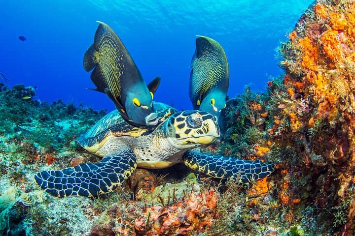 Cozumel Snorkeling Day Trip from Playa del Carmen — Two Reefs & Marine Park Adventure photo 2