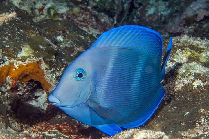 Discover Scuba Diving in Cozumel: Guided Boat Dives on the Marine Park Reefs photo 2