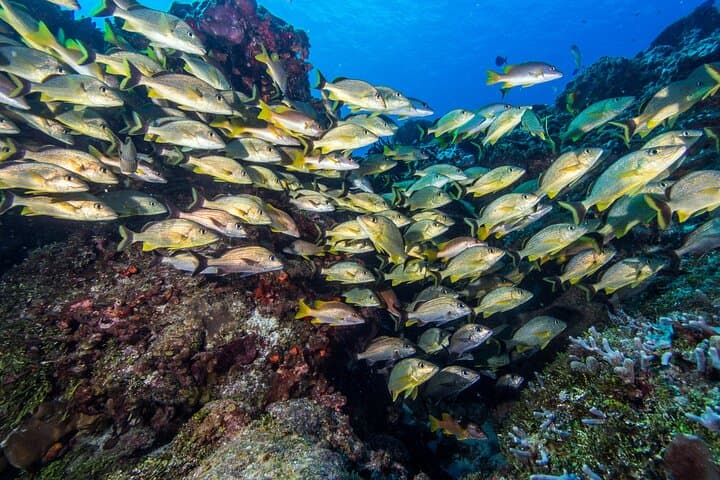 Cozumel Dive Package: 4 Dives From Playa del Carmen to the Mesoamerican Reef photo 2