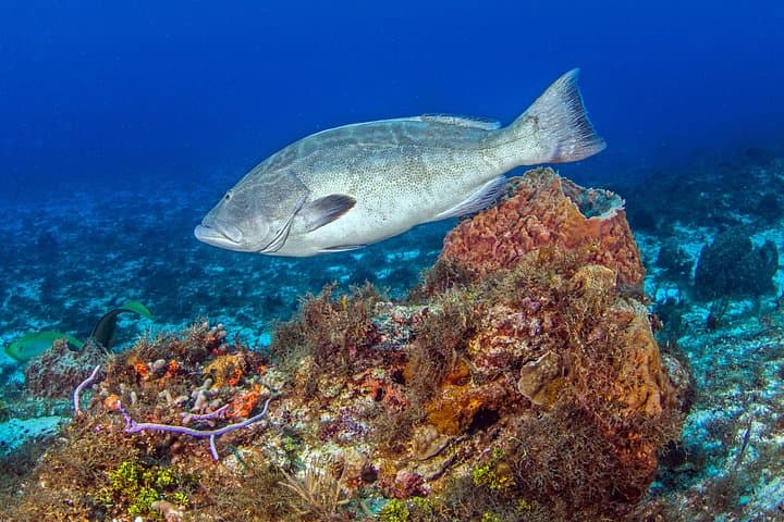 PADI Open Water Diver Course in the Riviera Maya — 3–4 Day Certification on the Mesoamerican Reef photo 2