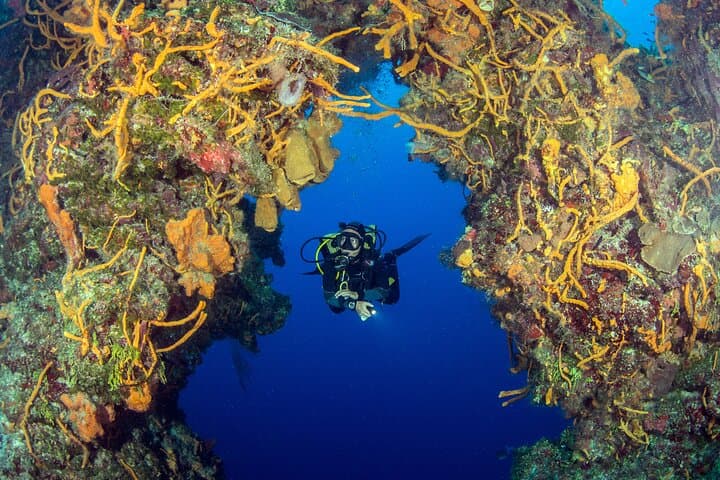 Cozumel Dive Package: 4 Dives From Playa del Carmen to the Mesoamerican Reef