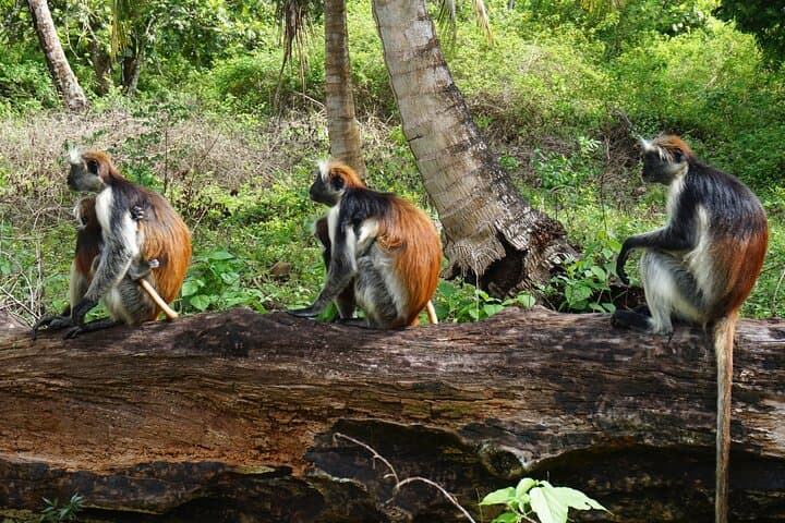 Half-Day Jozani Forest Tour: Kirk’s Red Colobus & Mangrove Walks photo 5