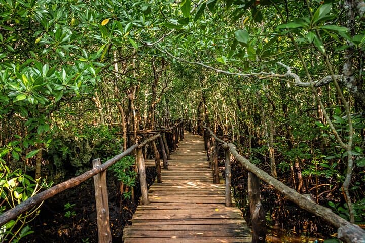 Half-Day Jozani Forest Tour: Kirk’s Red Colobus & Mangrove Walks photo 6