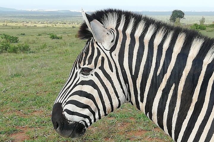 Garden Route Road Trip: Port Elizabeth to Cape Town in 3–5 Days photo 4