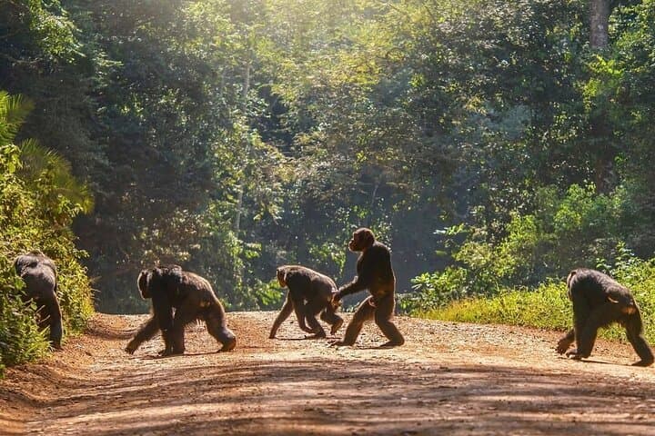 8-Day Uganda Safari: Chimpanzee Tracking, Murchison Falls & Kazinga Channel Wildlife Viewing photo 4