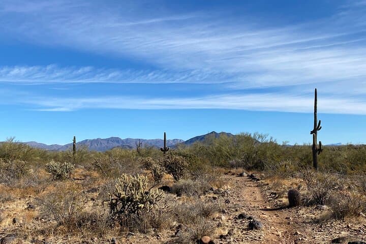 Ride Through the Rugged Beauty of the Sonoran Desert: A Private 3-Hour Guided Mountain Bike Adventure photo 6