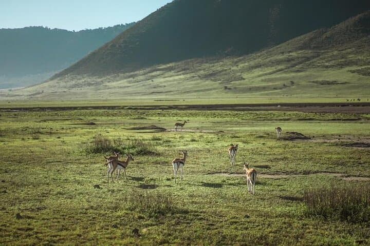 Budget Safari: 4 Days in Serengeti & Ngorongoro Crater photo 2