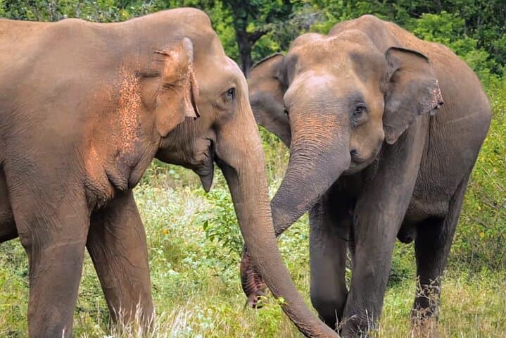 Sri Lanka 7-Day Sightseeing: Kandy, Tea Country & Yala Safari