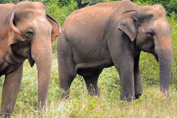 Sri Lanka 7-Day Sightseeing: Kandy, Tea Country & Yala Safari photo 2