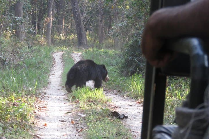 Private Full-Day Jeep Safari in Chitwan National Park — Sauraha Wildlife Experience photo 3
