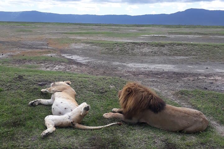 Ngorongoro Crater Day Trip: Wildlife-Rich Safari into Africa’s Largest Intact Caldera photo 4