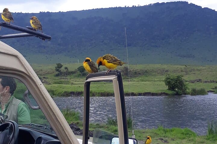 Ngorongoro Crater Day Trip: Wildlife-Rich Safari into Africa’s Largest Intact Caldera photo 5