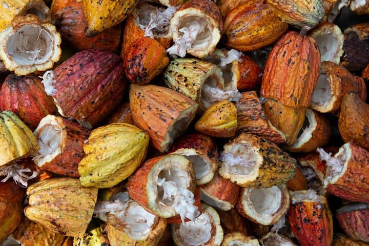 Bribri Chocolate & Cahuita National Park Day Trip — Cacao, Culture and Coastal Wildlife photo 2