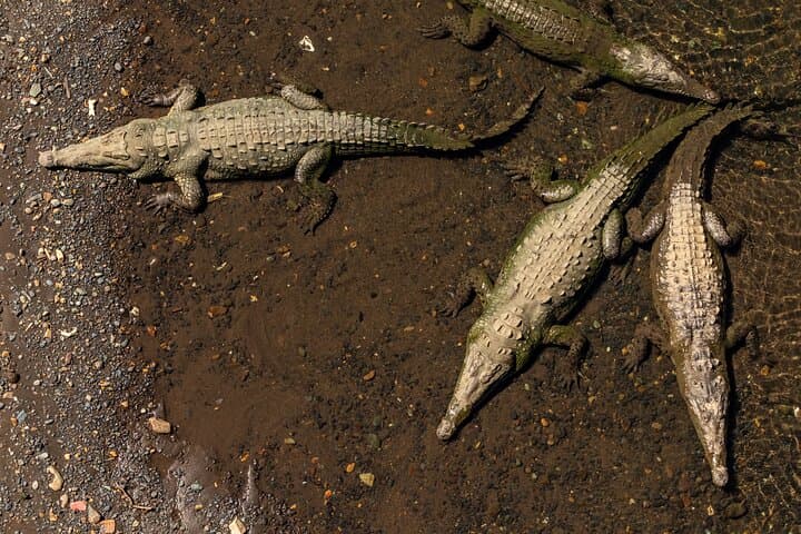 Tarcoles River Crocodile Safari & Puntarenas Cultural Tour photo 2