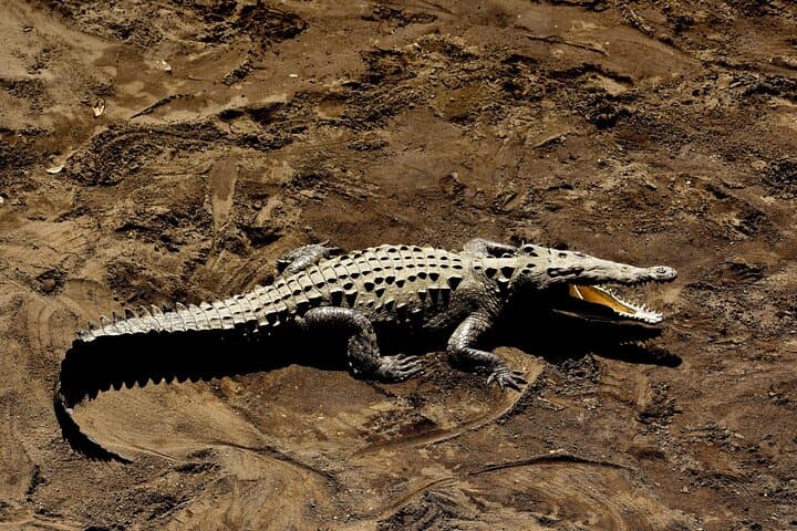 Tarcoles Crocodile River Safari + Canopy Zipline Adventure near Carara photo 2
