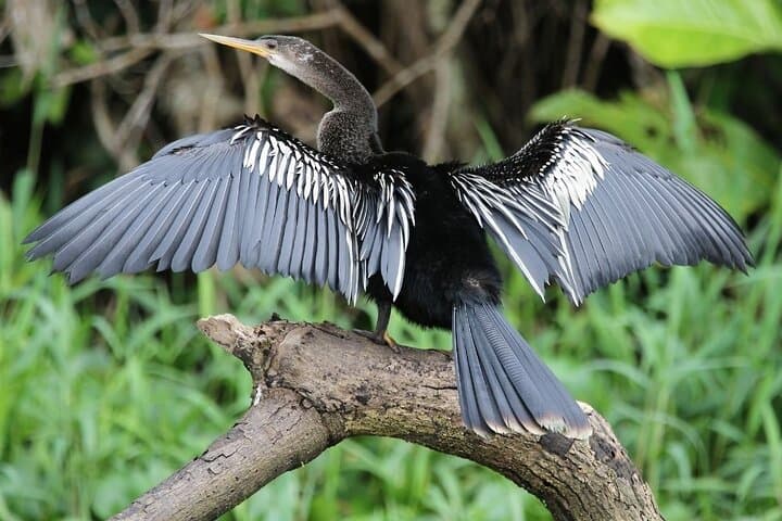 Peñas Blancas Safari Float: Arenal River Wildlife Floating Tour photo 6