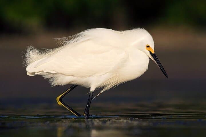 Peñas Blancas Safari Float: Arenal River Wildlife Floating Tour photo 5