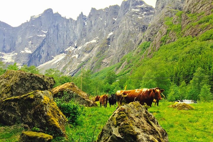 Alesund to Trollstigen: Private Shore Excursion Along Norway's Troll Road photo 5