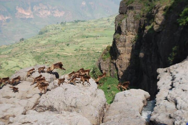 Debre Libanos & Jemma Valley Day Trip: Geladas, Ancient Monastery & Scenic Hikes