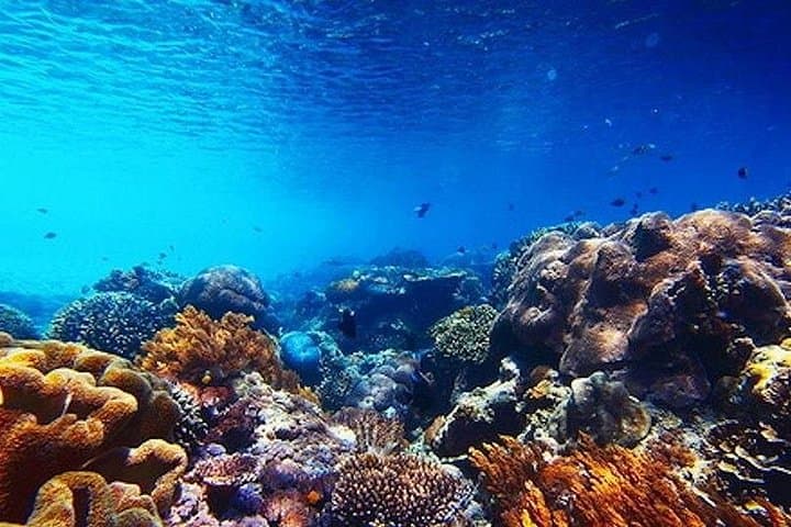 Subsea Subsee: Glass-Bottom Submarine Tour to Punta Nizuc Reef photo 3