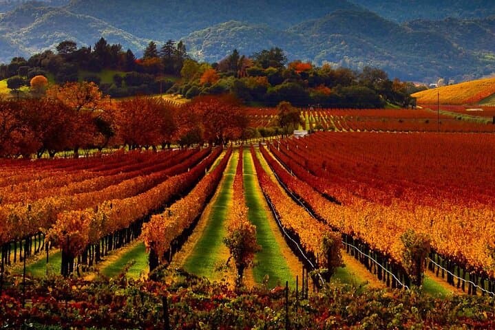 Private Napa and Sonoma SUV Wine Tour — 6-Hour Tasting Experience photo 3