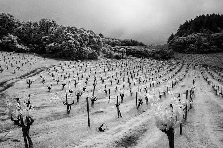 Private Napa and Sonoma SUV Wine Tour — 6-Hour Tasting Experience photo 4