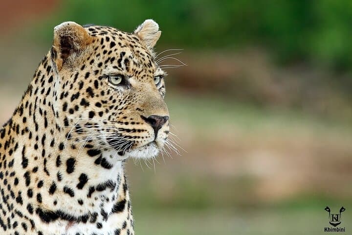 5-Day Kruger Park Budget Safari: Big Five, Panorama Route & Hazyview Base photo 5