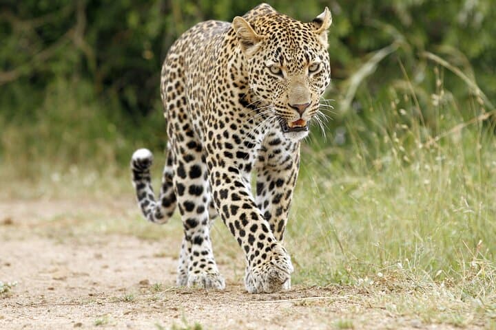 5-Day Kruger Park Budget Safari: Big Five, Panorama Route & Hazyview Base photo 6