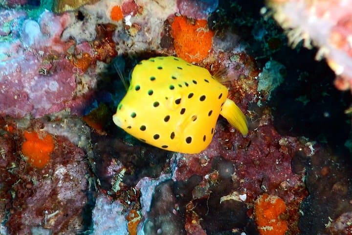Koh Samui Diving Tour to Sail Rock & Koh Tao — Day Trip for Certified Divers photo 4