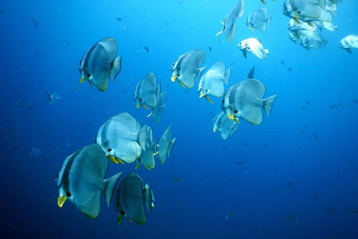 Koh Samui Diving Tour to Sail Rock & Koh Tao — Day Trip for Certified Divers photo 5