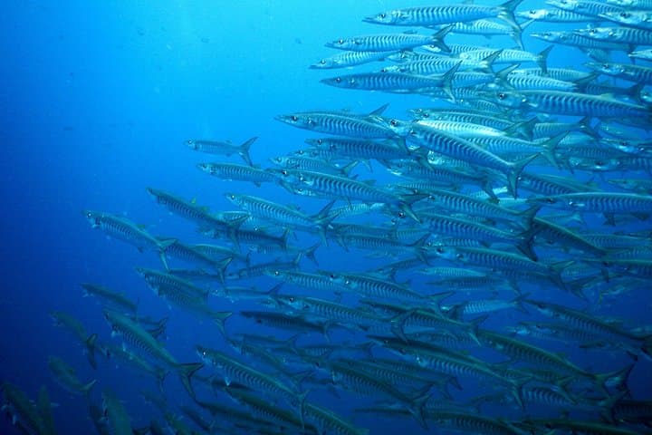 Koh Samui Diving Tour to Sail Rock & Koh Tao — Day Trip for Certified Divers photo 6