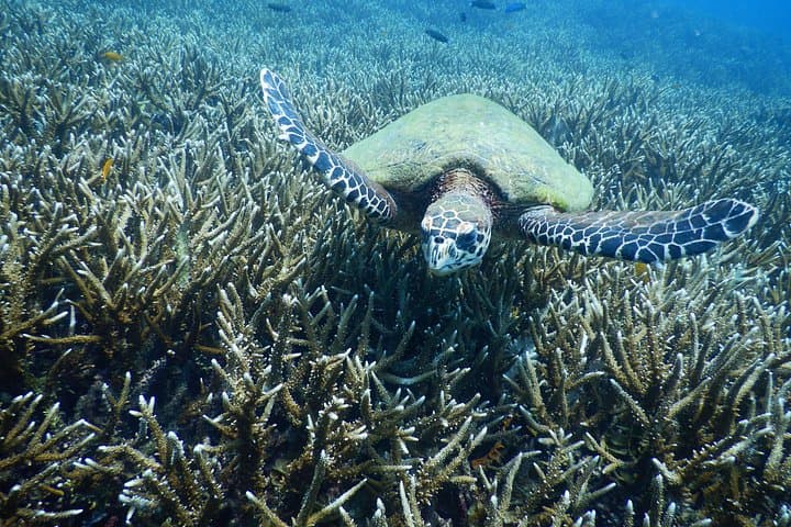 Koh Samui Diving Tour to Sail Rock & Koh Tao — Day Trip for Certified Divers