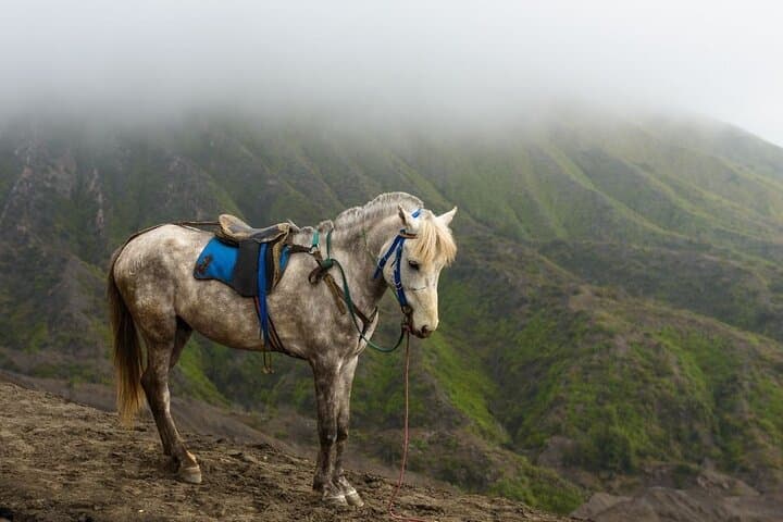 Horseback Riding at Arenal Volcano Foothills — Lagoon Crater & Arenal Viewpoint photo 2