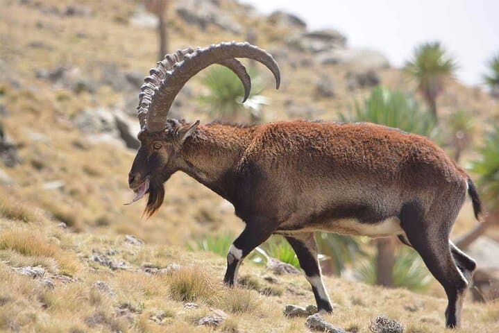 North Ethiopia Round-Trip: Lalibela, Simien & Danakil Expedition from Addis Ababa photo 5