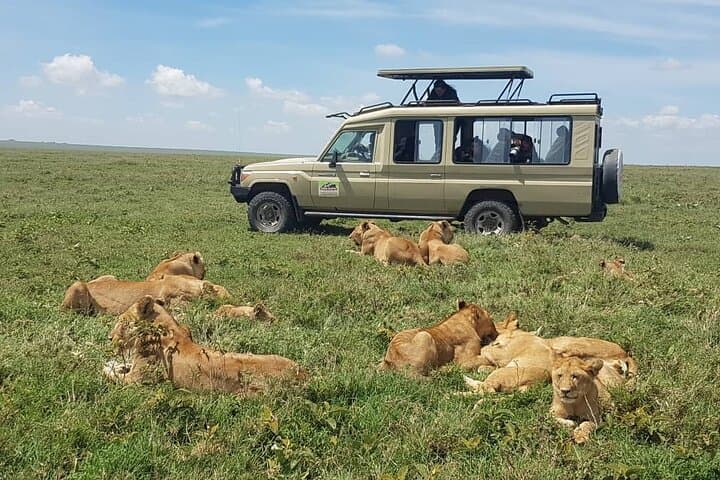 Chasing the Great Wildebeest Migration: 4-Day Serengeti Safari to Ngorongoro photo 4
