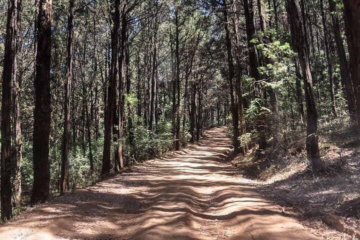Day Trip to Menagesha Suba Forest from Addis Ababa — Trails, Wildlife & Practical Tips