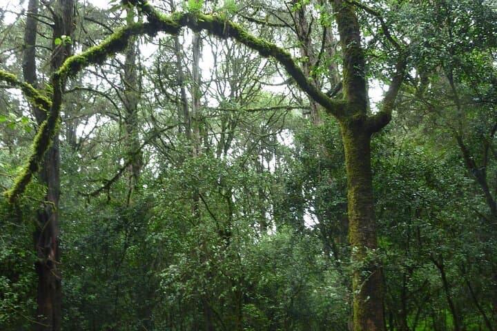 Day Trip to Menagesha Suba Forest from Addis Ababa — Trails, Wildlife & Practical Tips photo 2