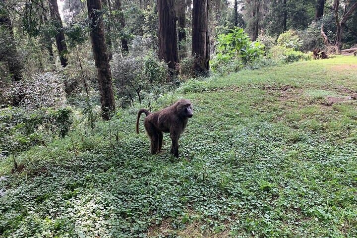 Day Trip to Menagesha Suba Forest from Addis Ababa — Trails, Wildlife & Practical Tips photo 3