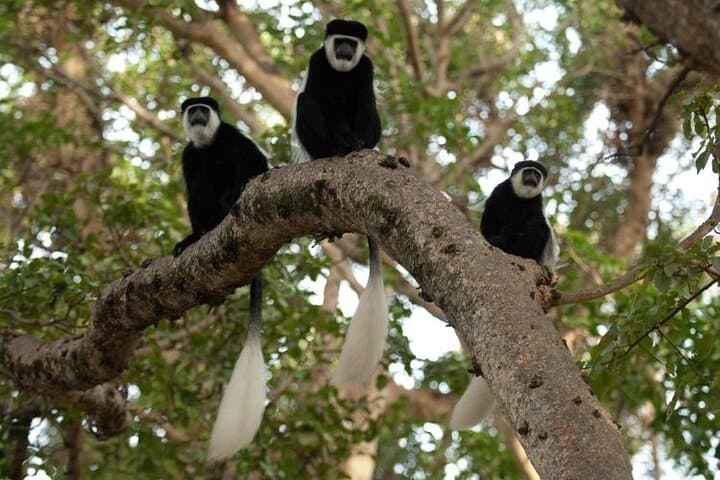 Day Trip to Menagesha Suba Forest from Addis Ababa — Trails, Wildlife & Practical Tips photo 5