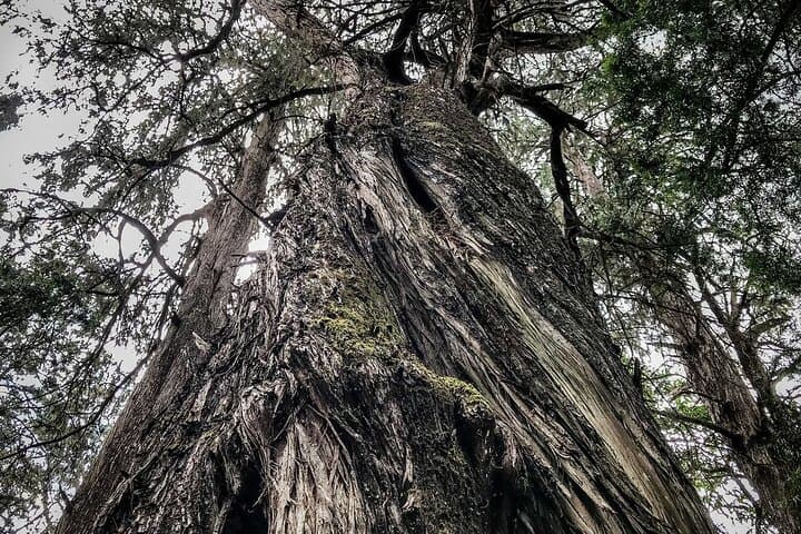 Day Trip to Menagesha Suba Forest from Addis Ababa — Trails, Wildlife & Practical Tips photo 6