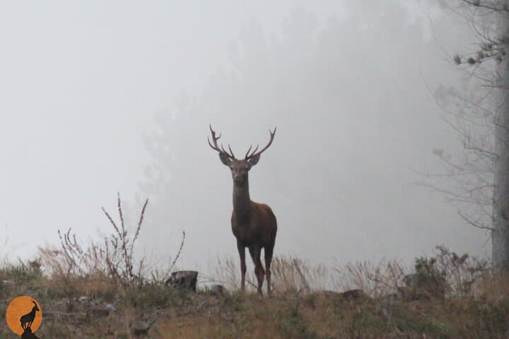 Off-Road Nature Tour in Serra da Lousã: Schist Villages, Forests & Deer photo 5