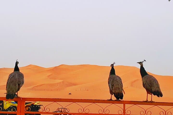 Dubai Desert Safari with BBQ Dinner, Camel Ride & Quad Biking photo 2
